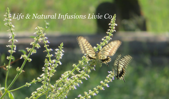 Life & Natural Infusions Livie Co.