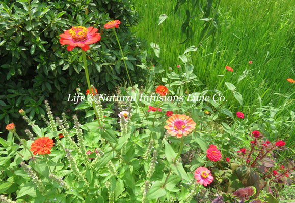 Life & Natural Infusions Livie Co.