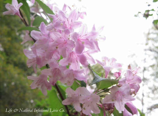 ♡　自生卯木（卯の花）