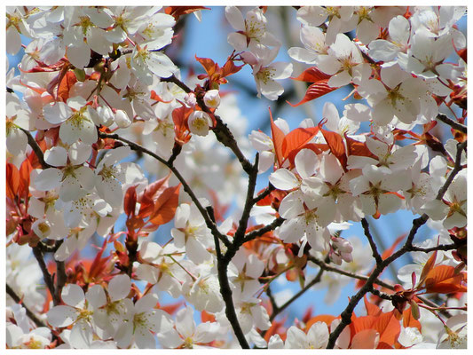 ♡ Livie Spring flowers　山桜