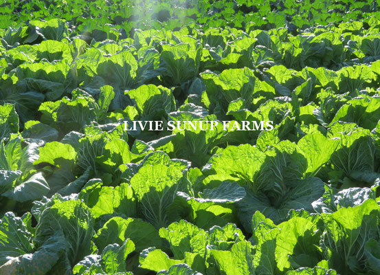旬野菜☆Livie Seasonal Vegetables ☆冬☆ 