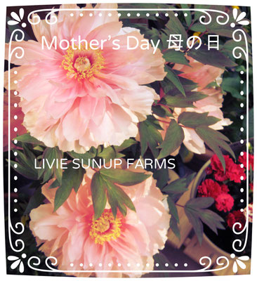 ♡　Mother's Day 母の日 ♥ LIVIE SUNUP FARMS