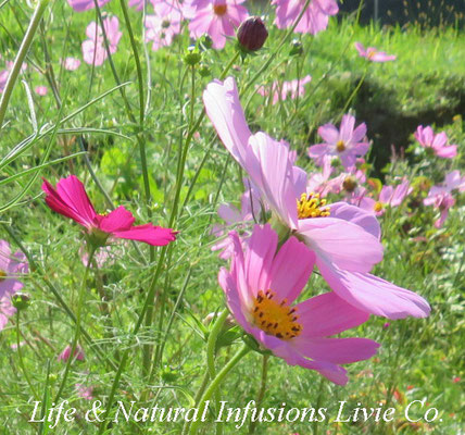 COSMOS  Life & Natural Infusions Livie Co.