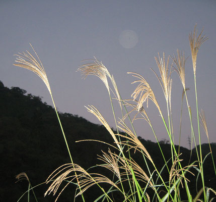 ♡　夕刻時のススキ