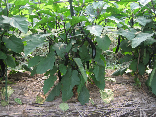 ♡　スイカのお隣には茄子とピーマンを栽培しています