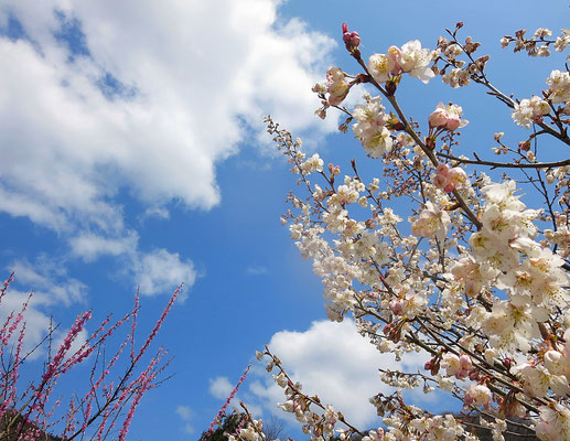 ♡　自然美 Livie Spiritual Beauty　♥　桜桃