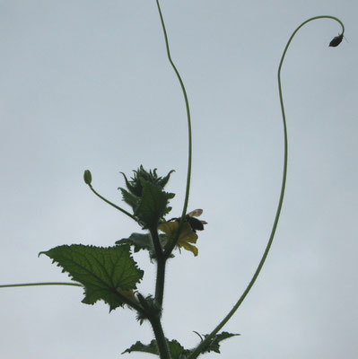 ♡　キュウリのお花と蜜蜂