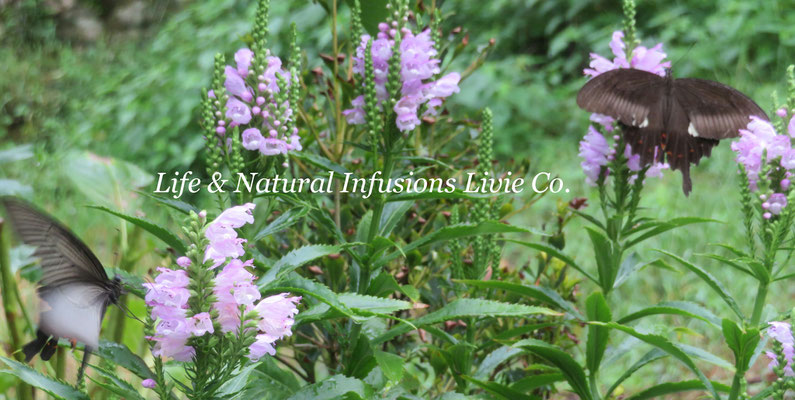 Life & Natural Infusions Livie Co.