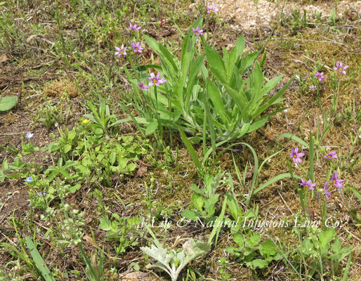 ♡　田園側の野草