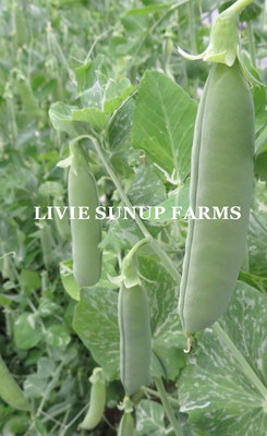 りびえ旬野菜☆Livie Seasonal Vegetables ☆春☆ LIVIE SUNUP FARMS