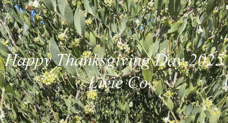 Happy Thanksgiving Day 2025♪
