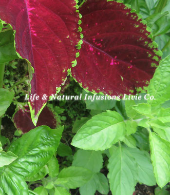 JULY 7月　Life & Natural Infusions Livie Co.