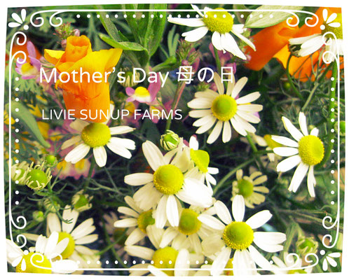 ♡　Mother's Day 母の日 ♥ LIVIE SUNUP FARMS