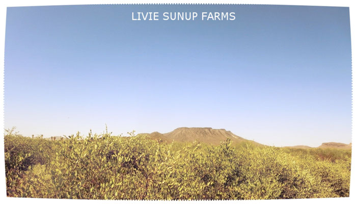 ♡　LIVIE SUNUP FARMS