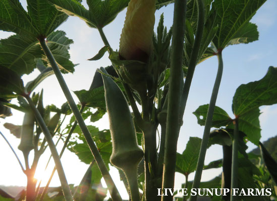 りびえ旬野菜☆Livie Seasonal Vegetables ☆夏☆ LIVIE SUNUP FARMS