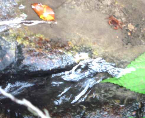 ♡　山から流れる小川でよく沢ガニを見かけます。川水は田んぼや畑に使用しています。上流は民家も無い新水です。