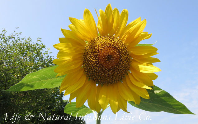 ♡　科・属名： キク科ヒマワリ属　学名： Helianthus annuus　和名：  ひまわり　別名： 日輪草（ニチリンソウ）　英名： Sunflower　原産地： 北アメリカ