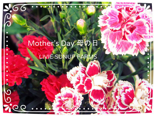 ♡　Mother's Day 母の日 ♥ LIVIE SUNUP FARMS