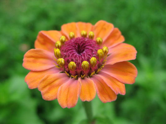 ♡　百日草　Zinnia