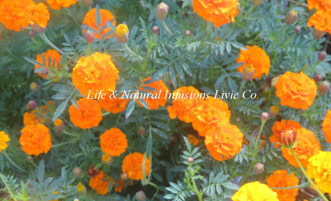 秋色 Marigold　Life & Natural Infusions Livie Co.