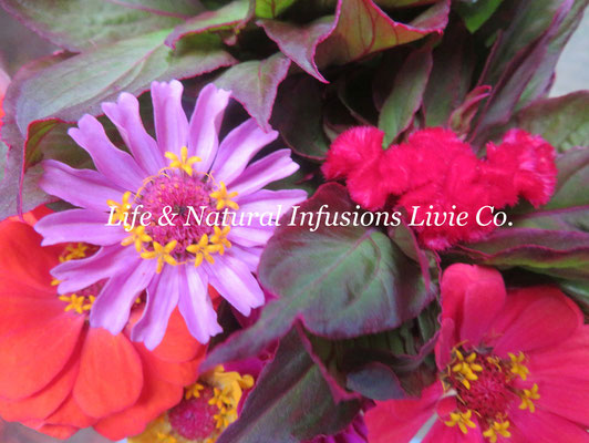 Life & Natural Infusions Livie Co.