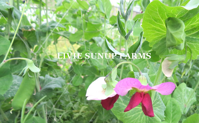 りびえ旬野菜☆Livie Seasonal Vegetables ☆春☆ LIVIE SUNUP FARMS