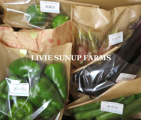 りびえ旬野菜☆Livie Seasonal Vegetables ☆夏☆ LIVIE SUNUP FARMS