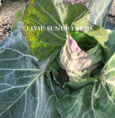 りびえ旬野菜☆Livie Seasonal Vegetables ☆冬・春☆ LIVIE SUNUP FARMS