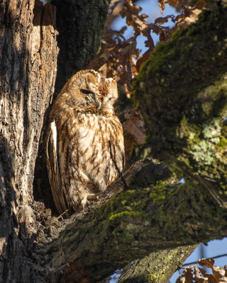 Waldkauz 2