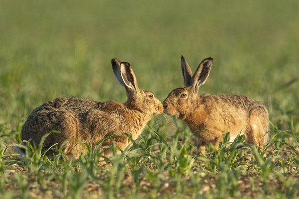 waaaahre Liebe :-) ...