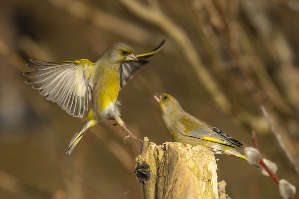 streitende Grünfinken