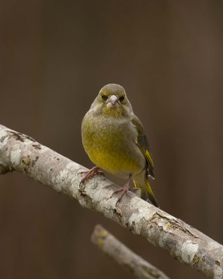 Ich liebe seinen Gesichtsausdruck :-) Grünfink