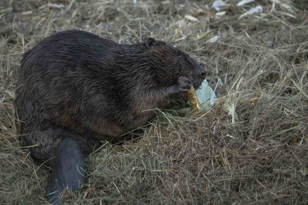 Biber knabbert am Mais