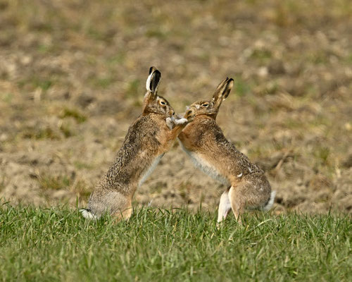 daaaaaaaa fliegen die Fellbüschel :-)