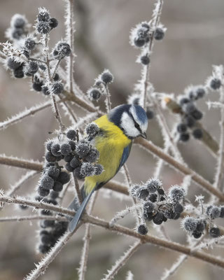 Blaumeise im Raureif