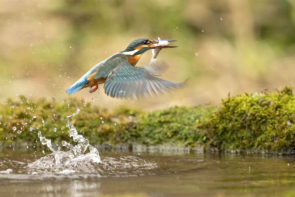 Eisvogel