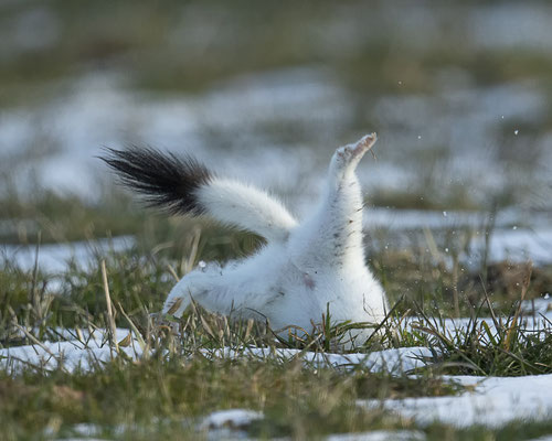 mit m Kopfstand der Maus hinterher :-)