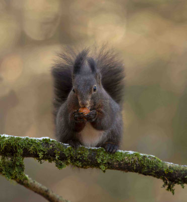 Eichhörnchen
