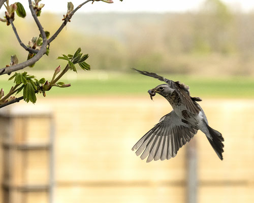 Wacholderdrossel bringt Futter für ihre Jungen