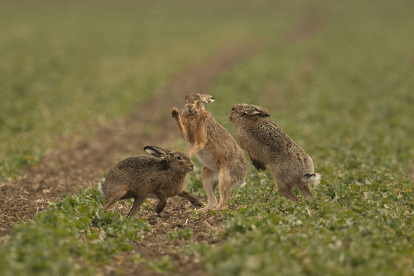 Feldhasenkämpfe