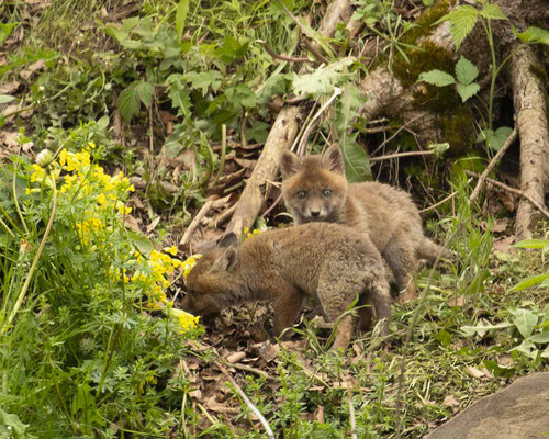 Rotfuchsbabys :-) 3 Tage älter