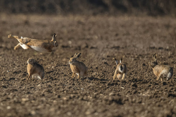 herrlich diese fliegenden Hasen :-)