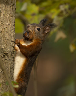 Oachkatzerl mit mega Nuss :-)