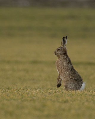 Frühlingsvorbote 1 - die Hasen sind zurück :-)