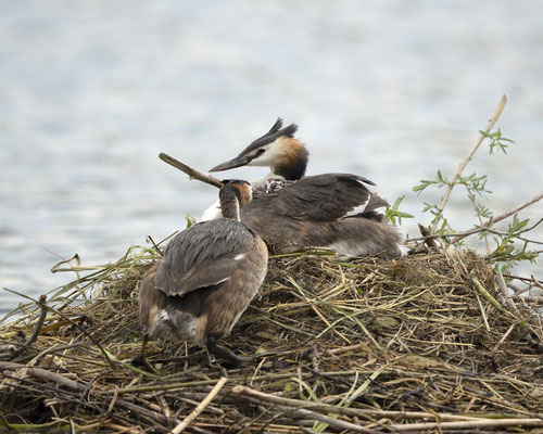 und es wird gefüttert...