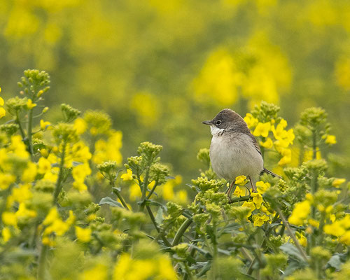 Dorngrasmücke im Raps