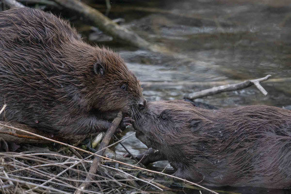 Frühlingsgefühle bei den Bibern :-)