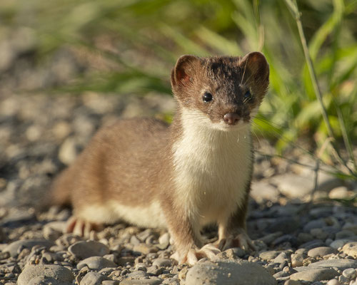 mein erstes Sommerhermelin heuer :-)