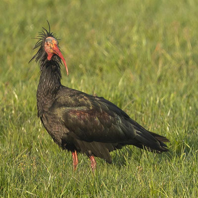 Waldrapp zu Gast im Allgäu