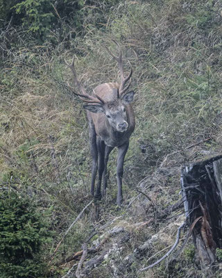 Rothirsch - leider bei miserablem Wetter....